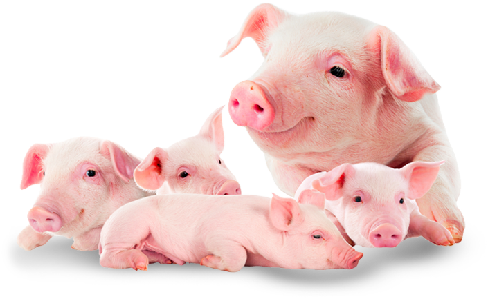 cerdos-porcinos-fiberplus foto de cerdos
